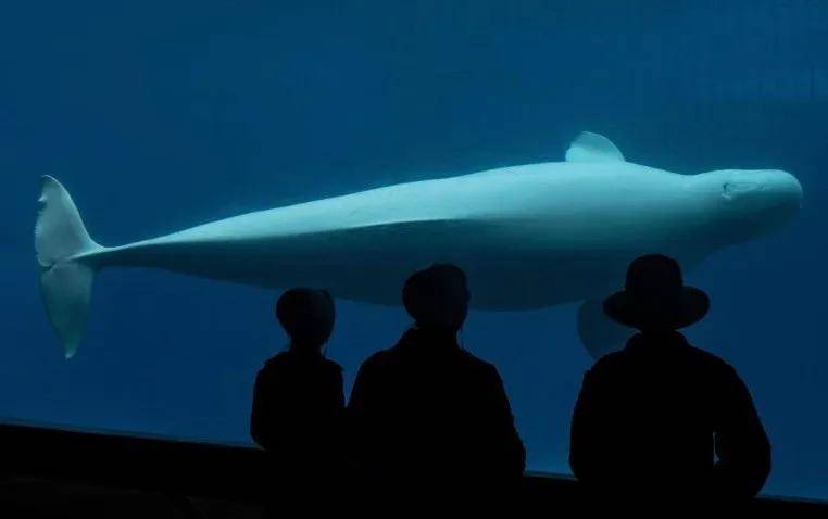 怎么注册皇冠信用网_宁愿全部安乐死怎么注册皇冠信用网,也不给中国?加拿大养不起30头白鲸,中国愿接手,然而...